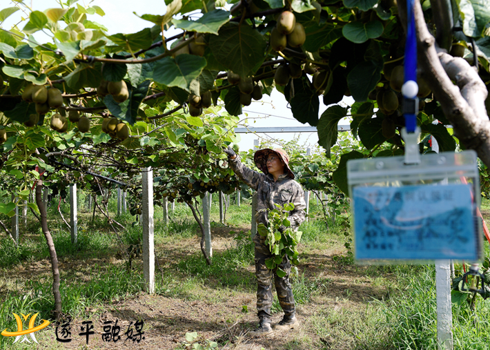 張瑋為果樹剪枝.png